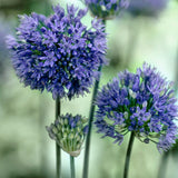 Azurlök 'Caeruleum'