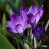 Bägarkrokus 'Ruby Giant'