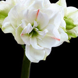 Amaryllis 'White Amadeus'