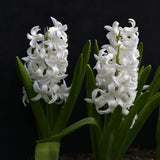 Hyacint 'White Pearl'