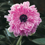 Anemone 'The Admiral'
