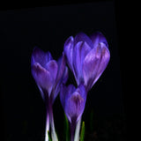 Early Crocus ‘Ruby Giant’ ORGANIC